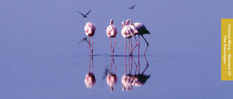 shine_pictures_crimsonwing1